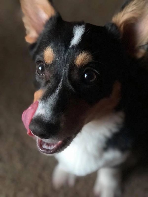 Welsh Corgi puppies for sale