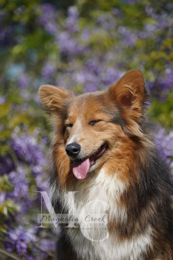Best Corgi Breeder.