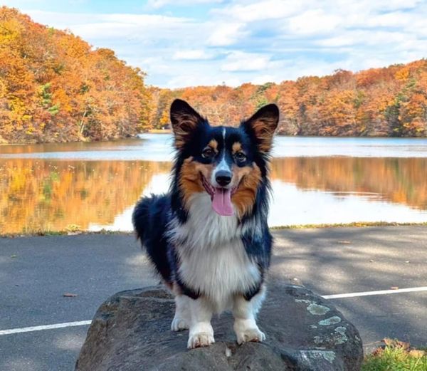 Fluffy Corgi breeder