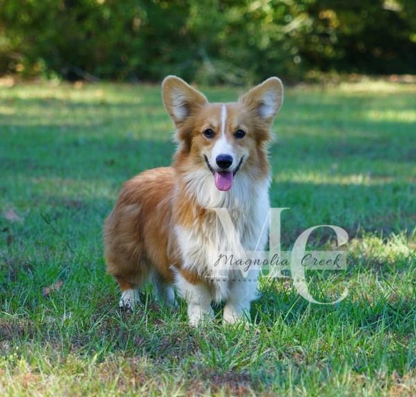 Fluffy Pembroke breeder.