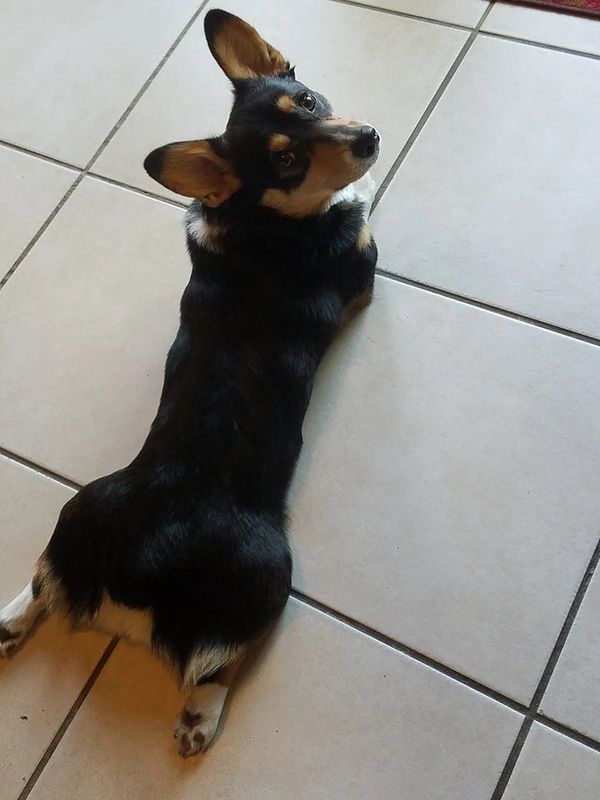 Corgis for sale