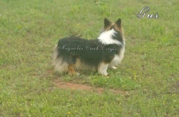 Fluffy Corgi