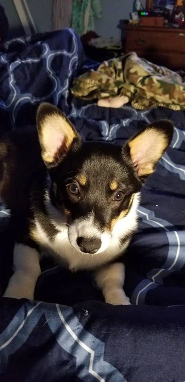 Corgis for sale