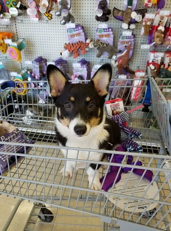 Corgis for sale