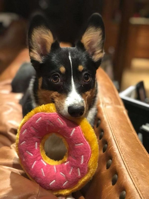 Corgis for sale