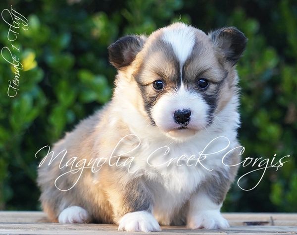 Fluffy Corgi puppies for sale