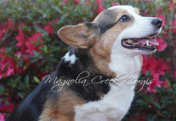 welsh corgis for sale