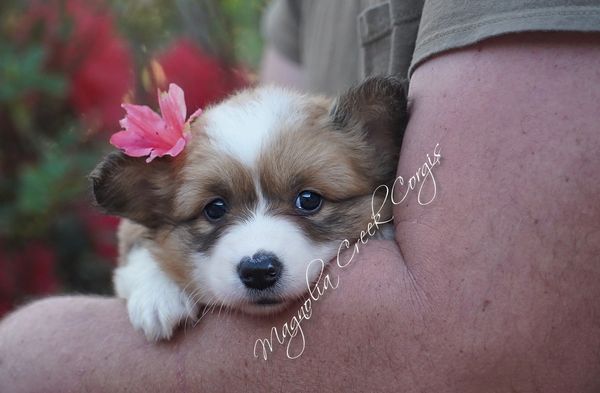 Fluffy Pembroke puppy