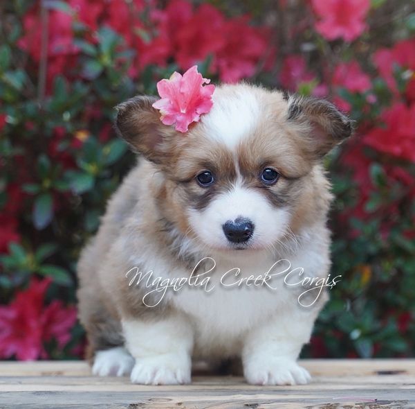 Fluffy Corgis