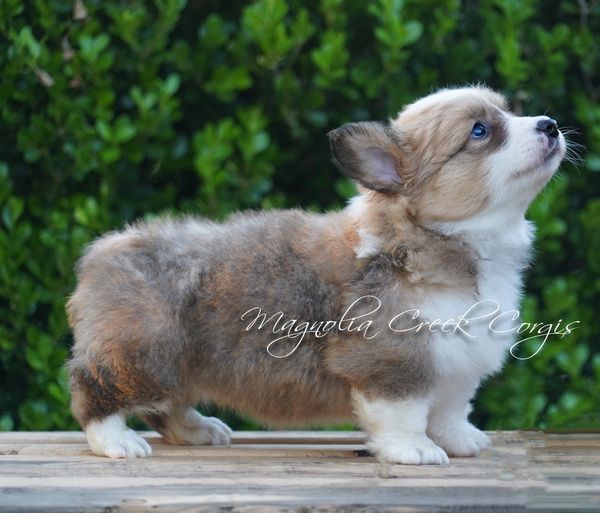 Fluffy Corgi puppies for adoption.