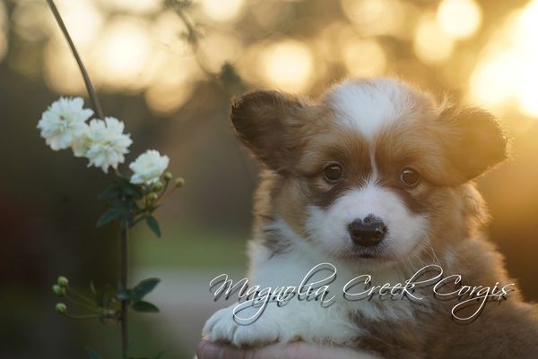 Fluffy Corgi Puppy for sale.