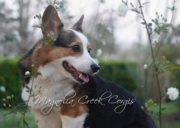 Welsh Pembroke Corgis for sale