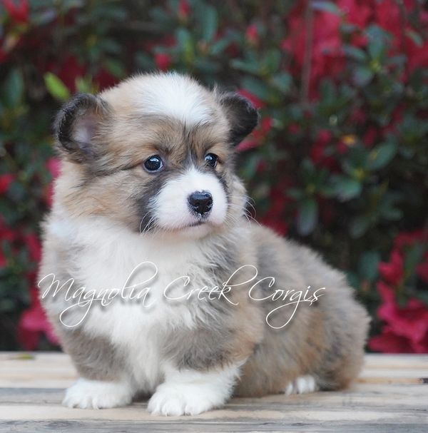 Fluffy Pembroke