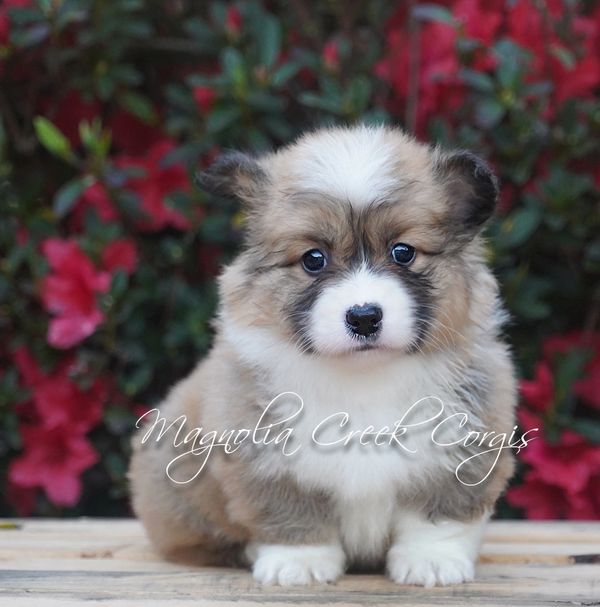 Fluffy Corgi Puppy.
