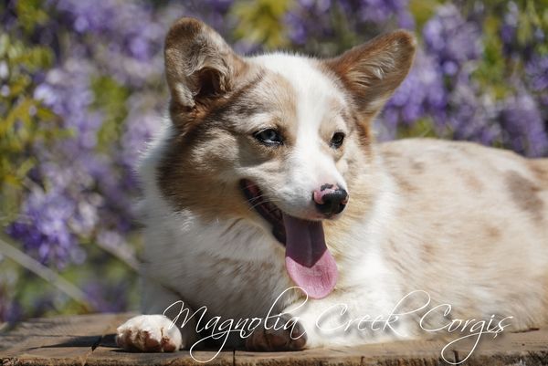 Sable merle corgi