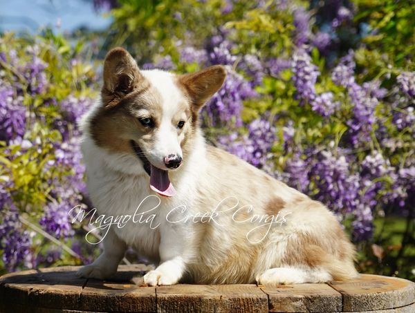 Corgi breeder