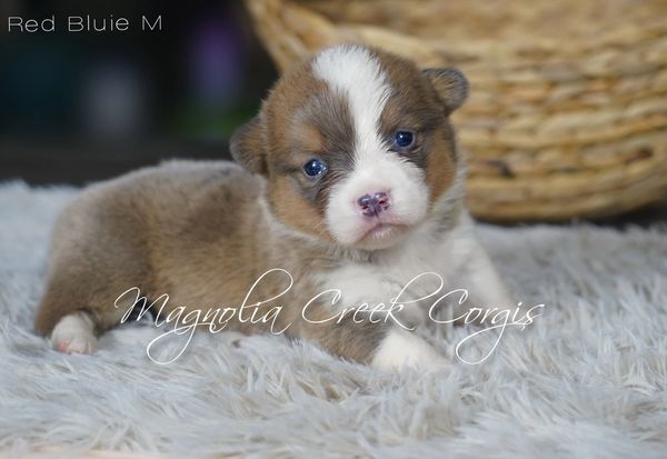 Corgi puppies for sale