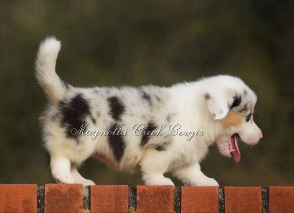 Corgi puppies with tails