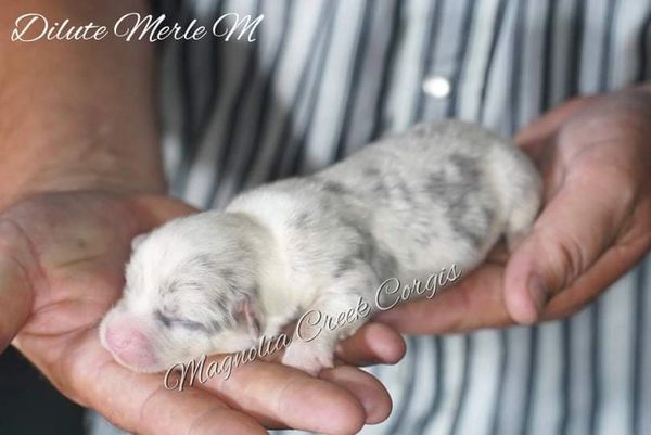 Blue merle corgi puppy for sale