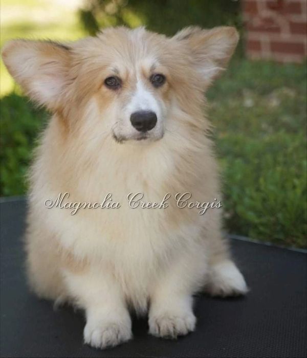 Fluffy Corgi Puppy