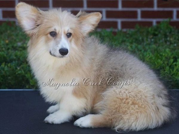 Fluffy Corgi