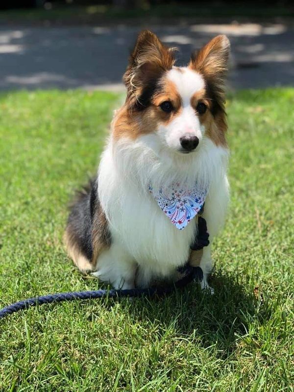 Fluffy American Corgi