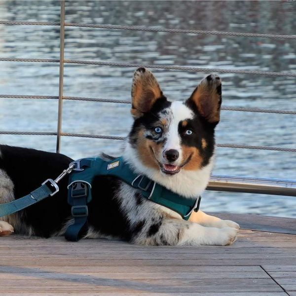 Blue merle Corgi