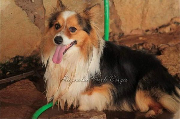 Fluffy Corgi for sale.