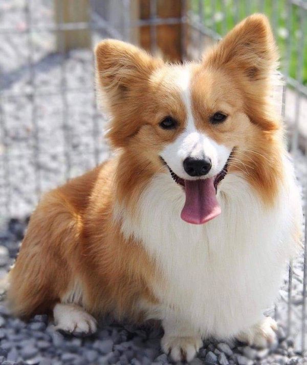 Fluffy Corgi