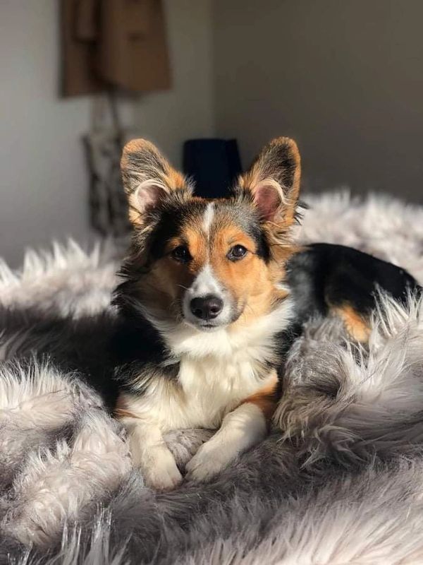 Fluffy Corgi