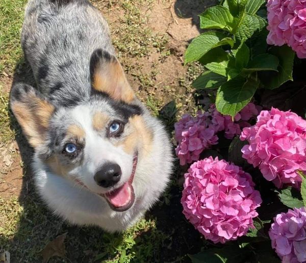 Blue Merle Corgis for sale