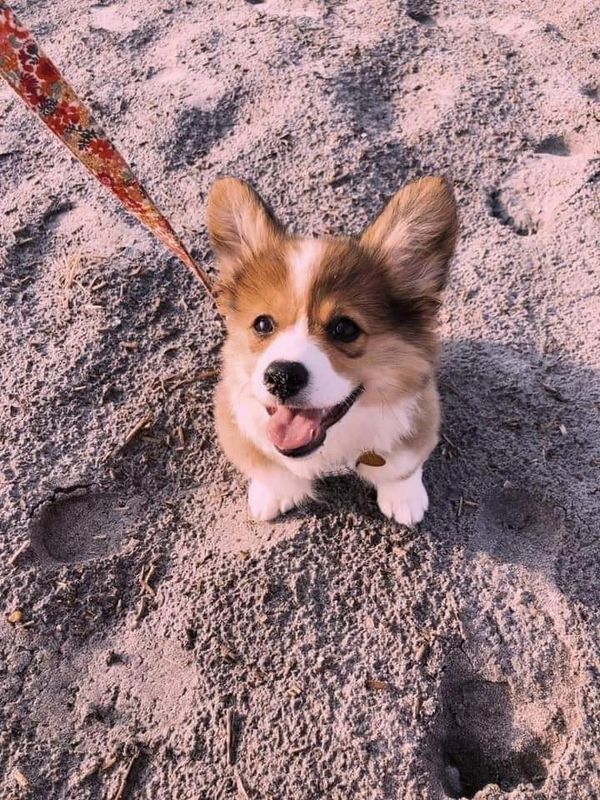 Fluffy Corgi Puppy Breeder.