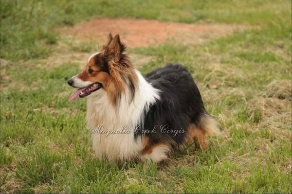 Corgi fluffy for sale.
