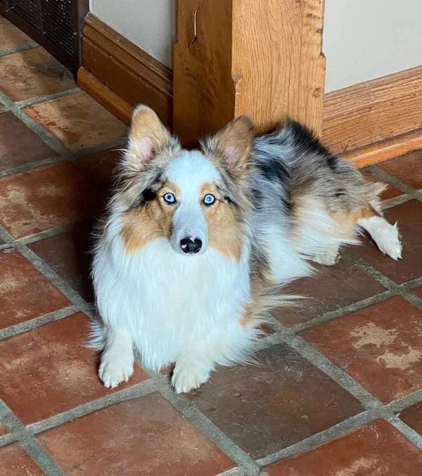 Fluffy Blue merle corgi