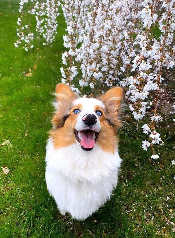Merle fluffy corgi.