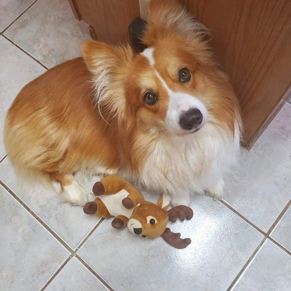 Fluffy Corgi