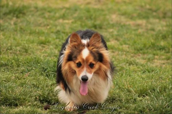 Fluffy corgi