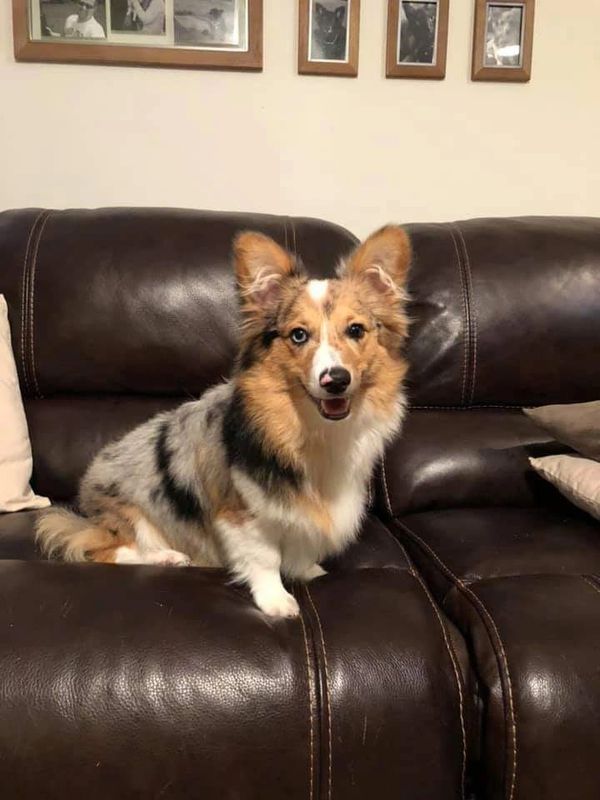 Fluffy Blue merle corgi.