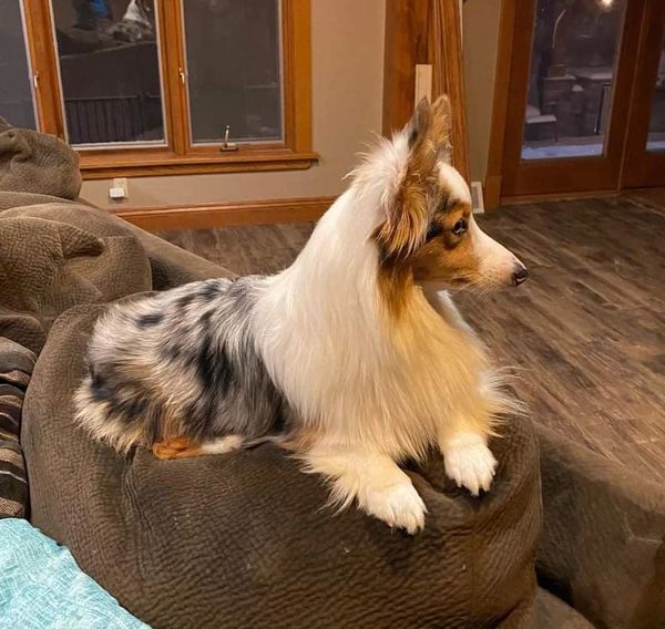 Fluffy Corgi Breeder.