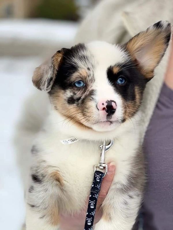 Blue Merle Corgis