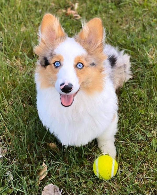 Fluffy Corgi Blue Merle