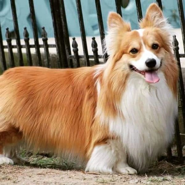 Red Fluffy Pembroke