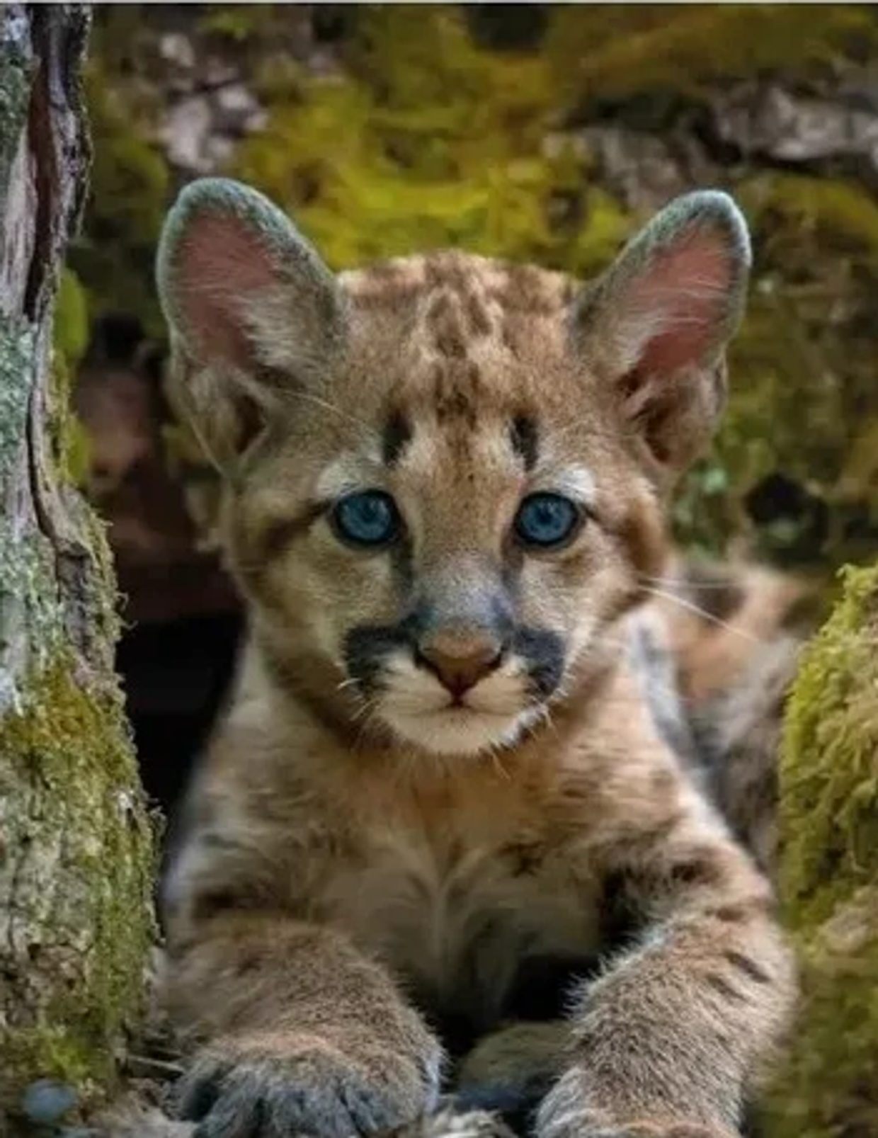 Close-up of a young cougar with striking blue eyes in a natural setting.