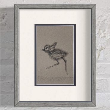 Piping plover sea birds