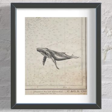 Humpback whale nautical charts art ink drawing
