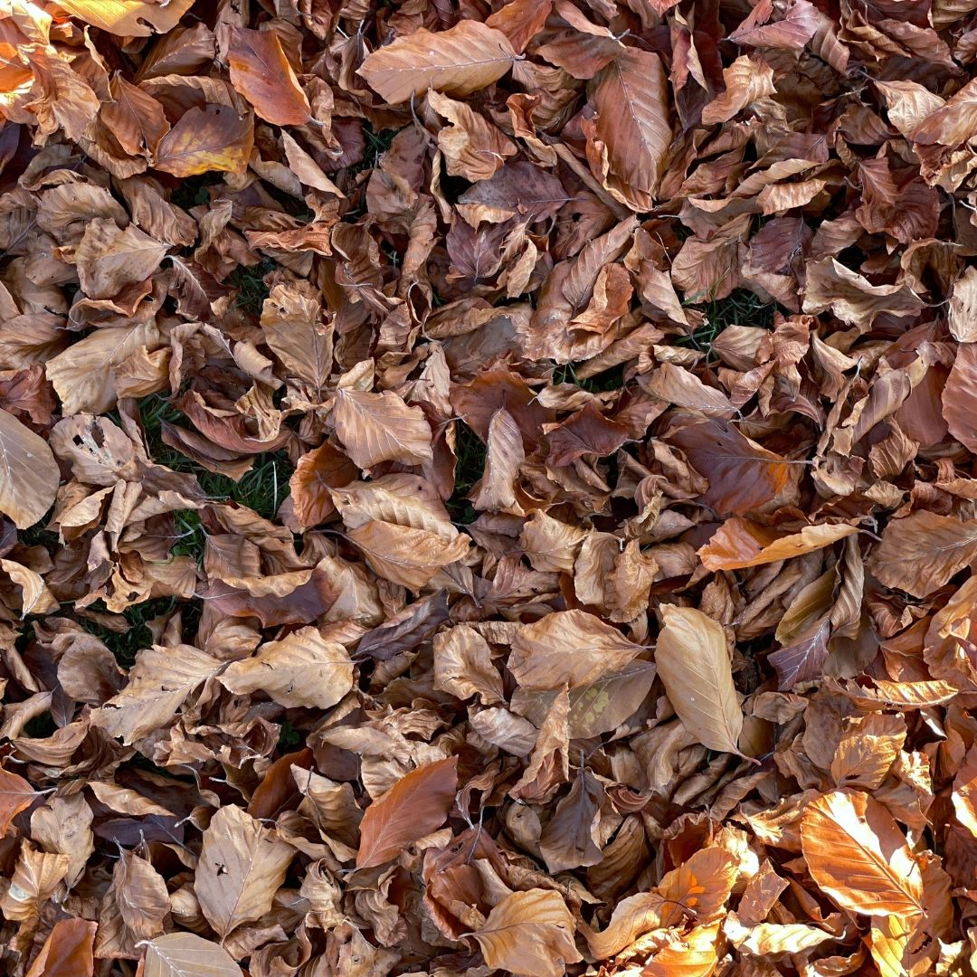 These aren’t just dry leaves — they’re tomorrow’s soil. These aren’t just dry leaves — they’re tomorrow’s soil.