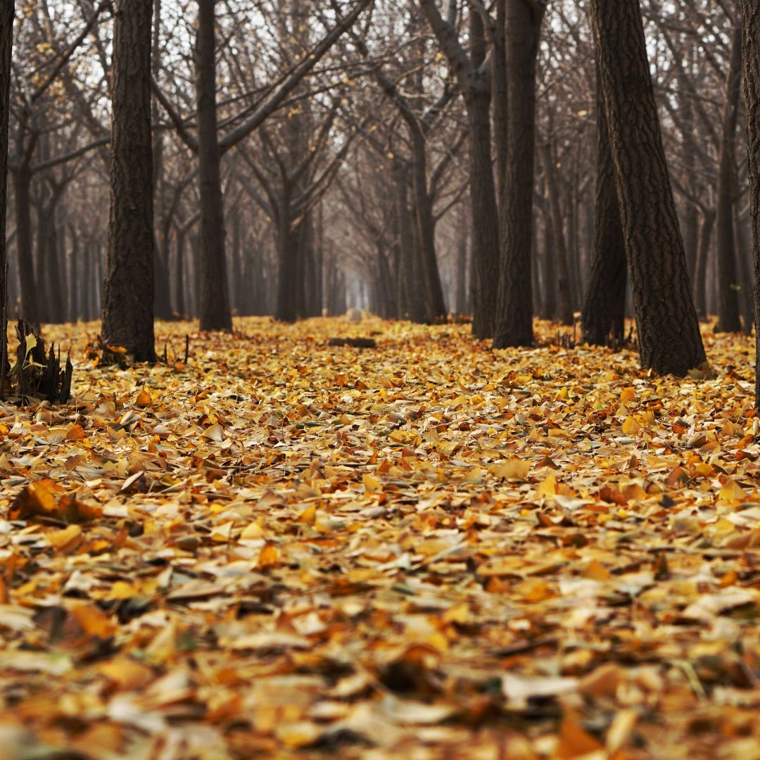 A natural forest floor carpeted with dry autumn leaves A natural forest floor carpeted with dry autumn leaves