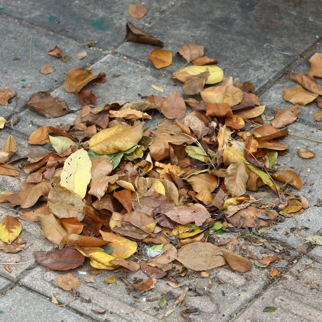 Dry fallen leaves on urban pavement — a natural resource often treated as waste. Dry fallen leaves on urban pavement — a natural resource often treated as waste.