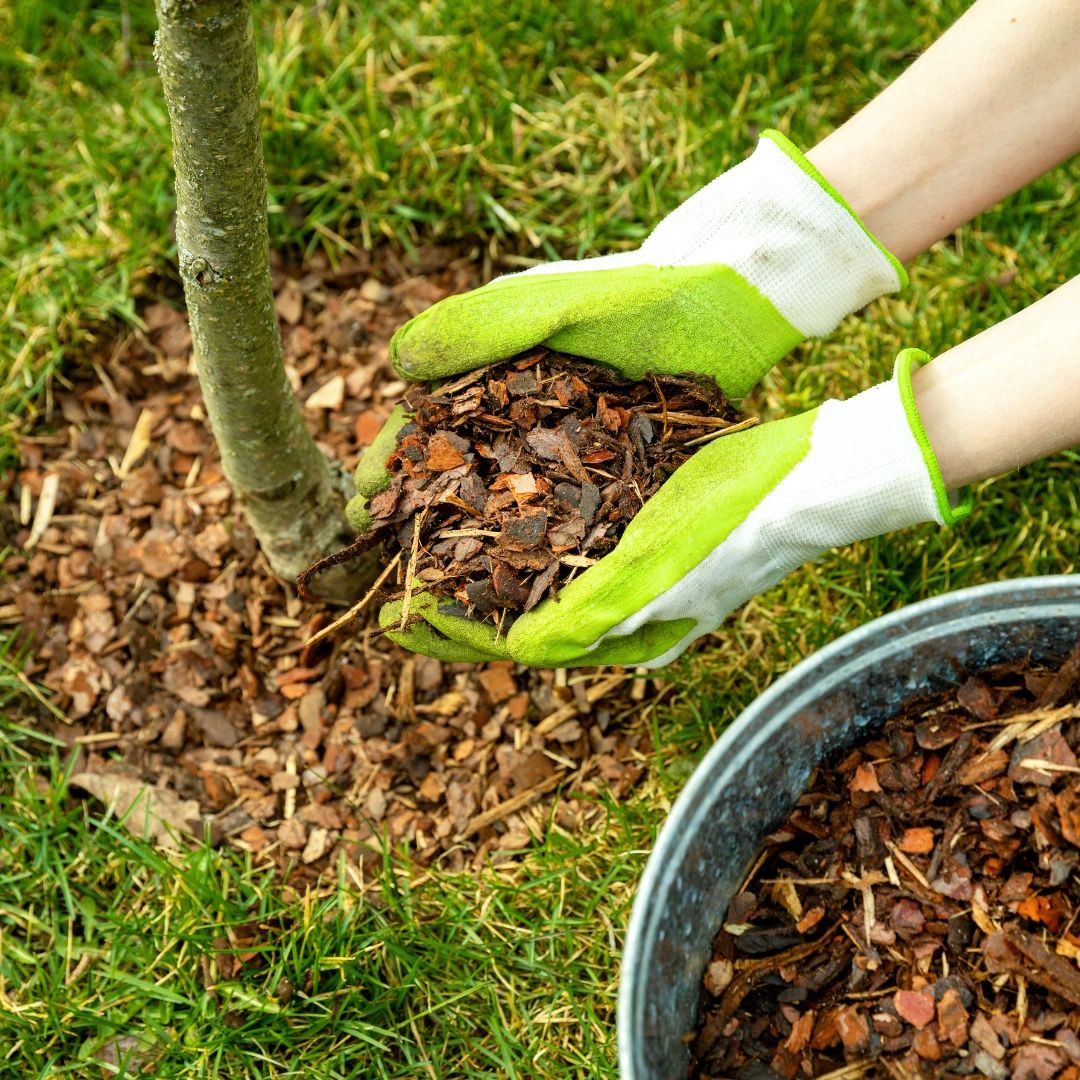 This image shows a close-up of hands wearing green and white gardening gloves, carefully applying bark mulch around the base of a young tree. The mulch is being taken from a nearby metal bucket and gently placed in a circular layer around the tree, on a patch of bare soil surrounded by green grass. This is a classic example of good mulching practice, where organic matter (in this case, bark chips) is added to: Retain soil moisture, Suppress weed growth, Improve soil structure, and Support healthy root development. The scene reflects a mindful, eco-friendly gardening or permaculture approach, emphasizing soil care, plant health, and sustainable land management. This image shows a close-up of hands wearing green and white gardening gloves, carefully applying bark mulch around the base of a young tree. The mulch is being taken from a nearby metal bucket and gently placed in a circular layer around the tree, on a patch of bare soil surrounded by green grass. This is a classic example of good mulching practice, where organic matter (in this case, bark chips) is added to: Retain soil moisture, Suppress weed growth, Improve soil structure, and Support healthy root development. The scene reflects a mindful, eco-friendly gardening or permaculture approach, emphasizing soil care, plant health, and sustainable land management.