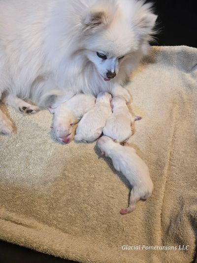 Snowie had 4 Beautiful Healthy Ice White Babies  April-16-2025